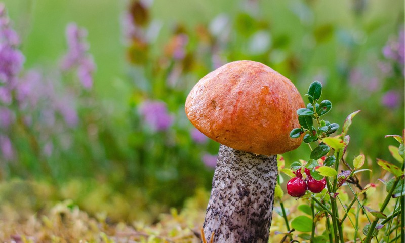 Лесные грибы – полезное дополнение к нашему меню