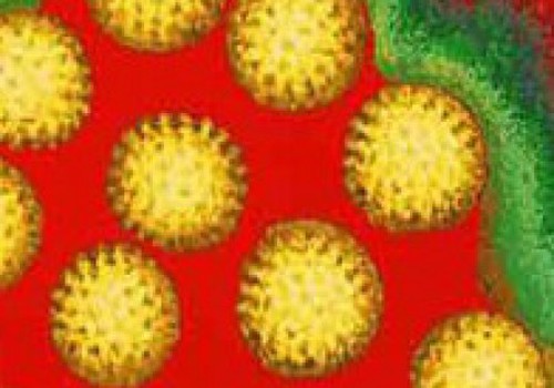 Мифы о ротавирусе
