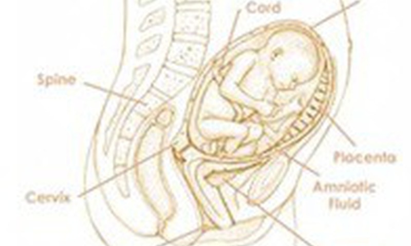 27-я неделя беременности: Поправляться во время беременности не вредно