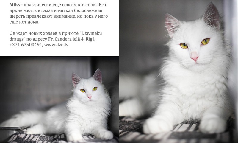 Микс очень привлекательный котёнок