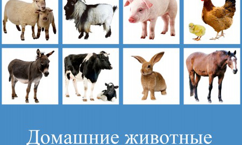 Самодельное лото