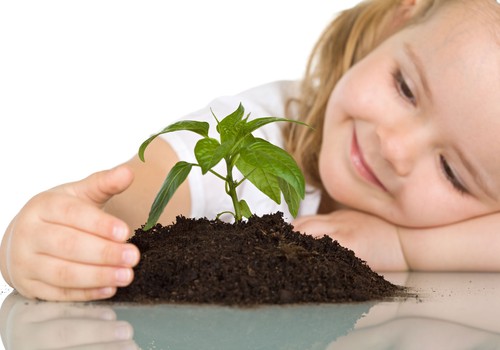 Сад на подоконнике: как помочь маленькому садоводу