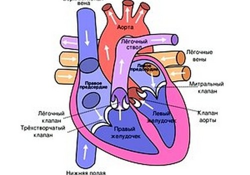 Изобретен беспроводной сердечный насос