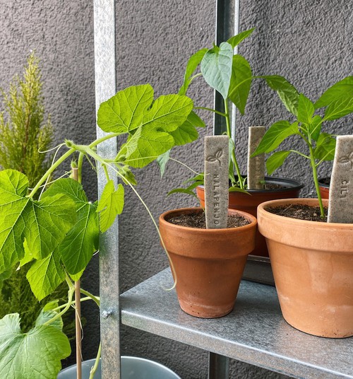 Что выращивать? Три инстаграм-блогера делятся своим опытом садоводства на подоконнике