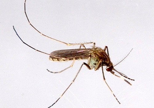 Комары погубили 200 индийских детей