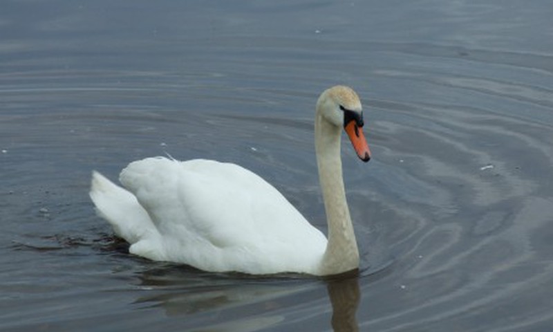 Лебединое настроение