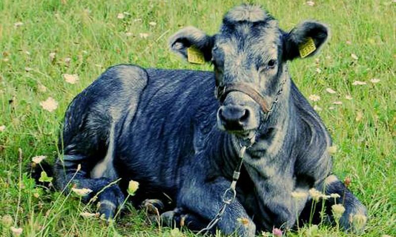 Калвене: Государсвеннный мини-зоо и исчезающие синие коровы