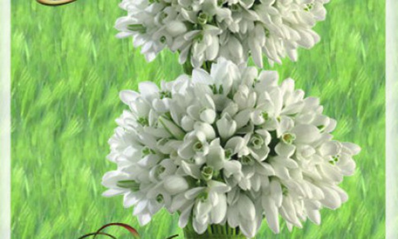 Девчонки, как будем отмечать 8 Марта? 