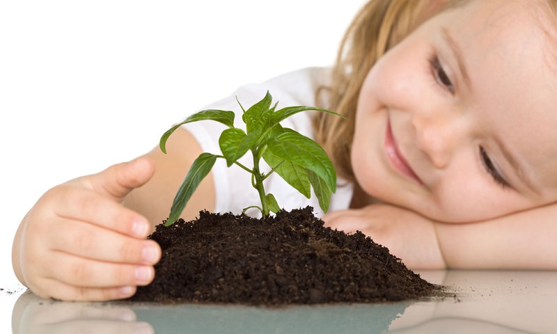 Сад на подоконнике: как помочь маленькому садоводу