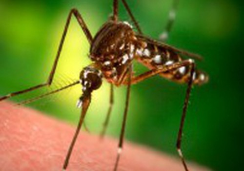 Что делать с комариными укусами?