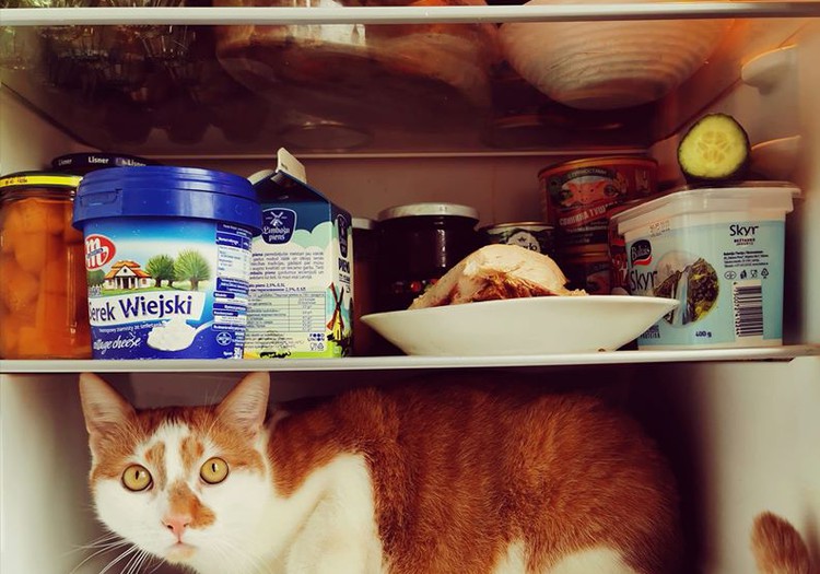 Холодильник латвийца на карантине: не переедаем ли мы?