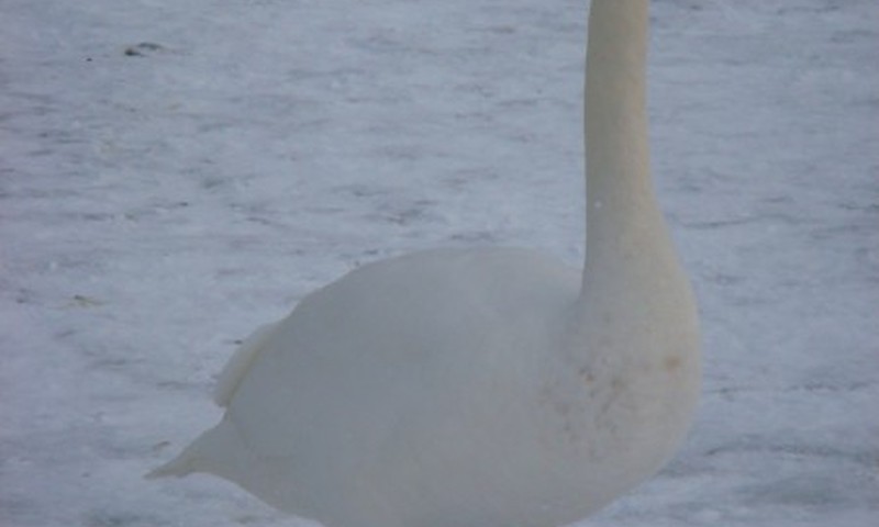 Много-много лебедей...