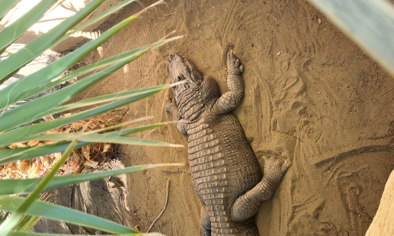 Гран Канария: Парк крокодилов