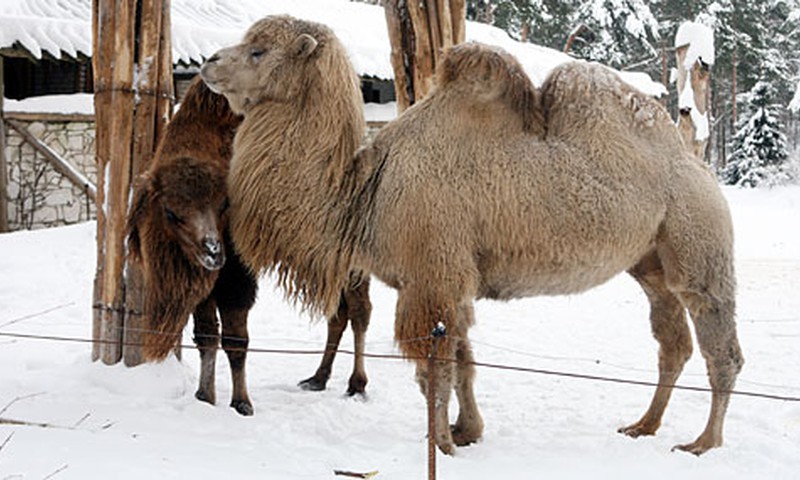 В Рижском зоопарке с 14 декабря наступит Зимняя ночь