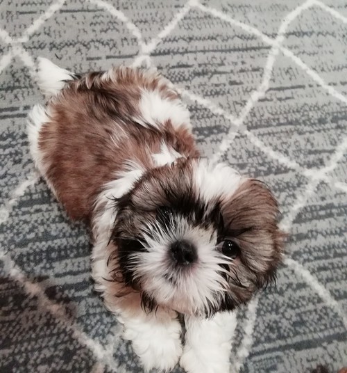 Идеальные чистокровные щенки Ши-Тцу.