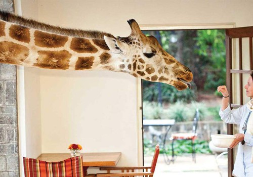 СПЕЦНАЗ МК: Вы когда-нибудь кормили жирафа?
