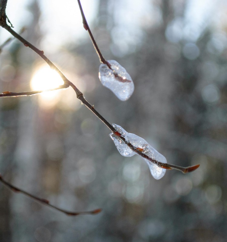 Пробудиться от зимней усталости: как естественно активировать гормоны счастья?