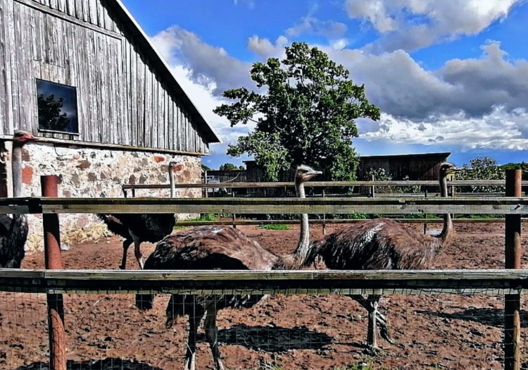Летний гид: страусиная ферма и кино-музей под Салдусом