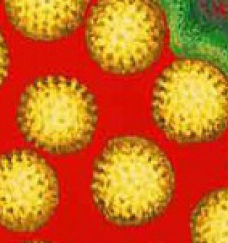Мифы о ротавирусе