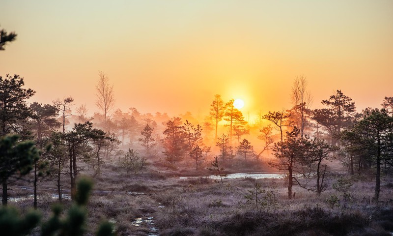 Вы когда нибудь видели восход солнца на болотах в Кемери? Нет? Фотограф Паула Кинне вам покажет!