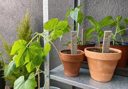 Что выращивать? Три инстаграм-блогера делятся своим опытом садоводства на подоконнике