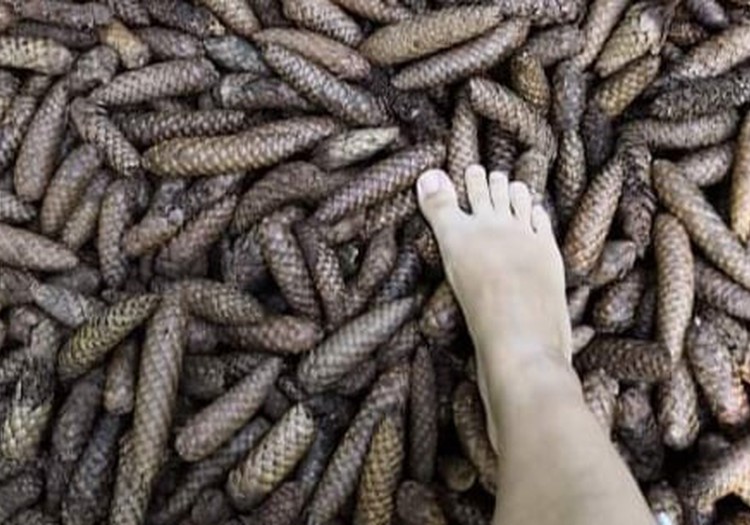 Босоногая тропа в Valguma Pasaule: приятная «пытка» для ног
