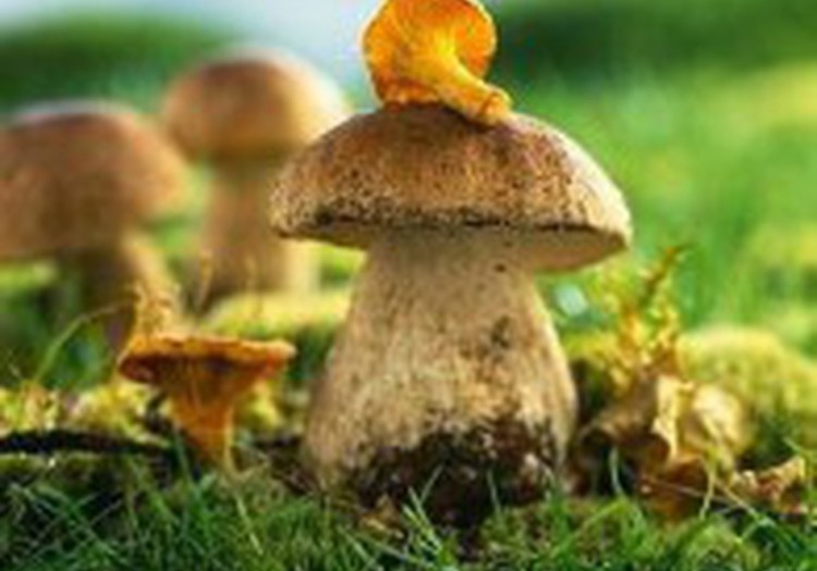 Можно ли беременным кушать грибы?