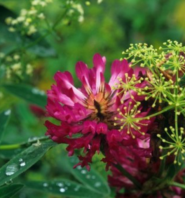 Хороши ли все травы в Янов день?