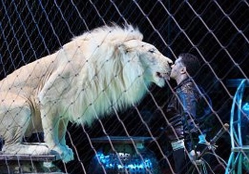 В цирке выступят уникальные животные