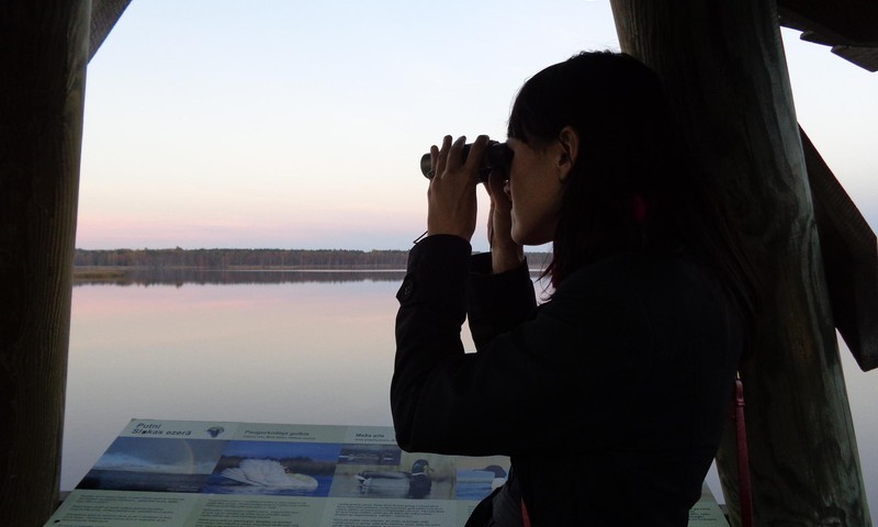 Наблюдение за птицами на Слокском озере