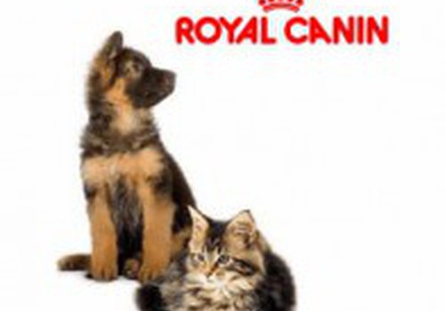 Побалуй своего любимца кормом Royal Canin