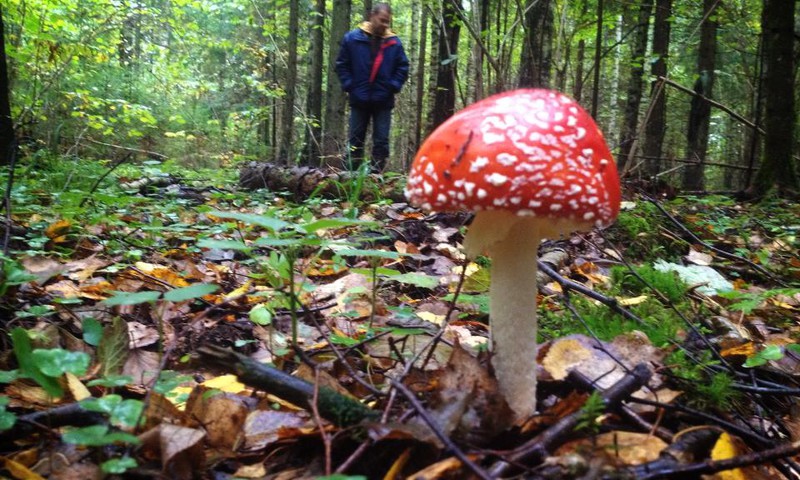 БЛОГ ЮЛИИ ЭККЕРТ: Вы любите собирать грибы? 