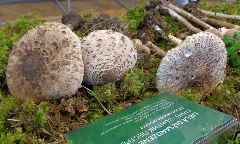 Выставка грибов в музее Природы