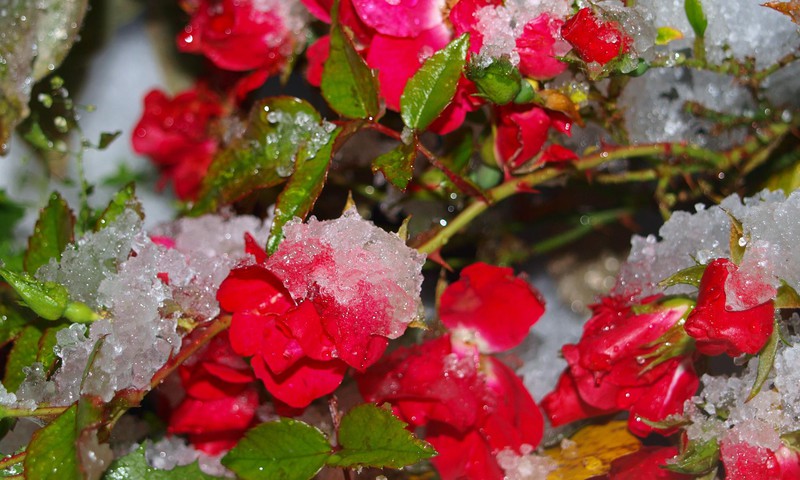 Первый снег и розы