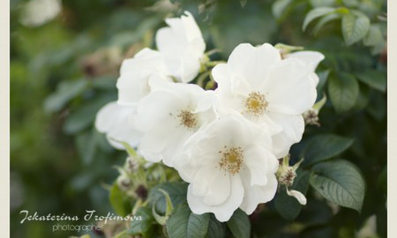 Белые розы...