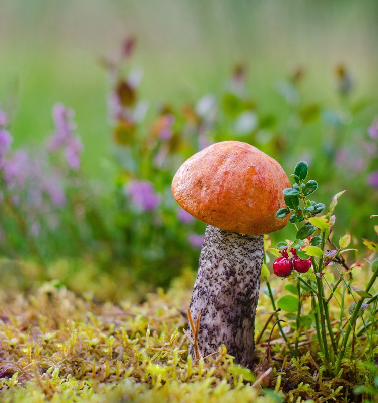 Лесные грибы – полезное дополнение к нашему меню