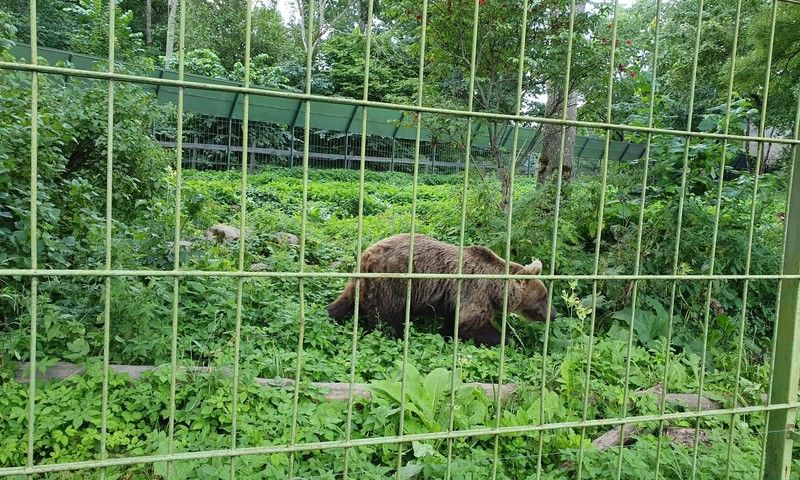 Лесной зоопарк Элиствере под Тарту