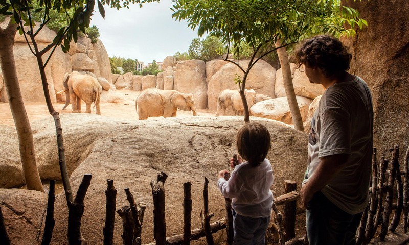 ДОШКОЛЬНИК ТИМОФЕЙ: «Не хочу кататься на слоне»