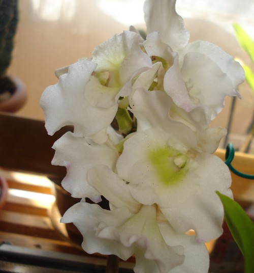  БЛОГ СУМАСШЕДШЕГО БОТАНИКА: Размножаем орхидеи