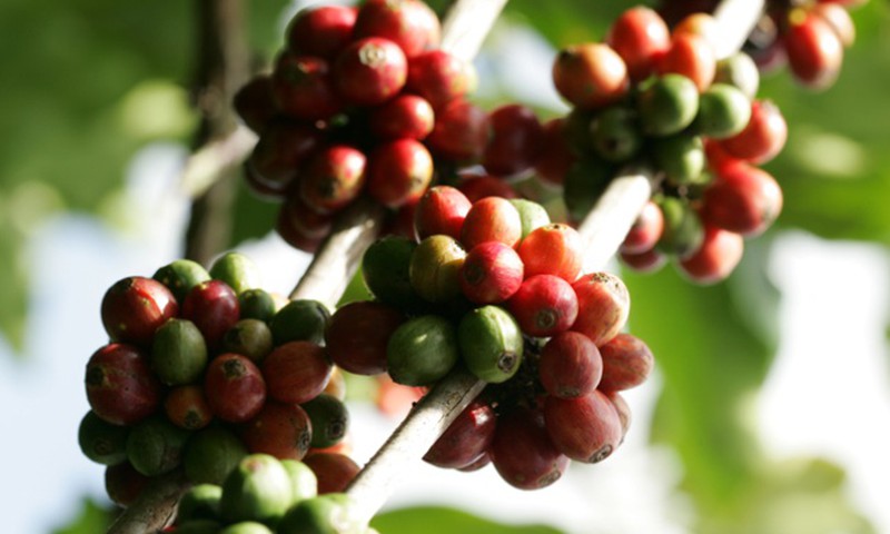 Растворимый кофе получают из кофейных бобов