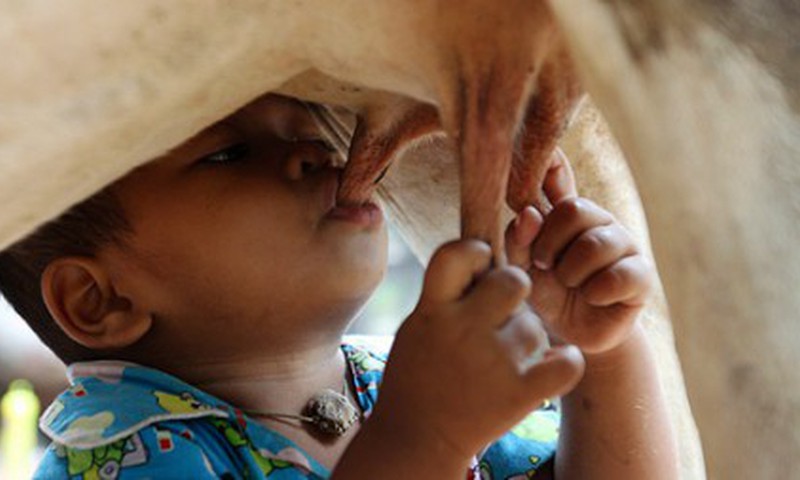 Мальчик в Камбодже научился пить коровье молоко прямо от коровы!