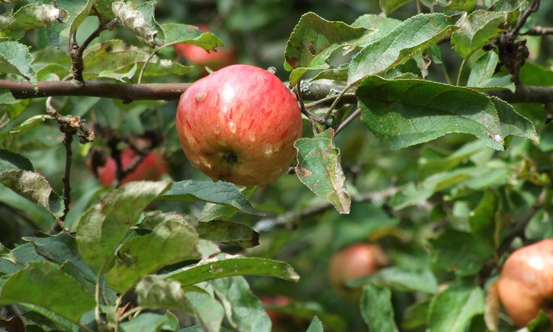НОВАЯ КУЛИНАРНАЯ БОЛТАЛКА! Что приготовить из яблок?