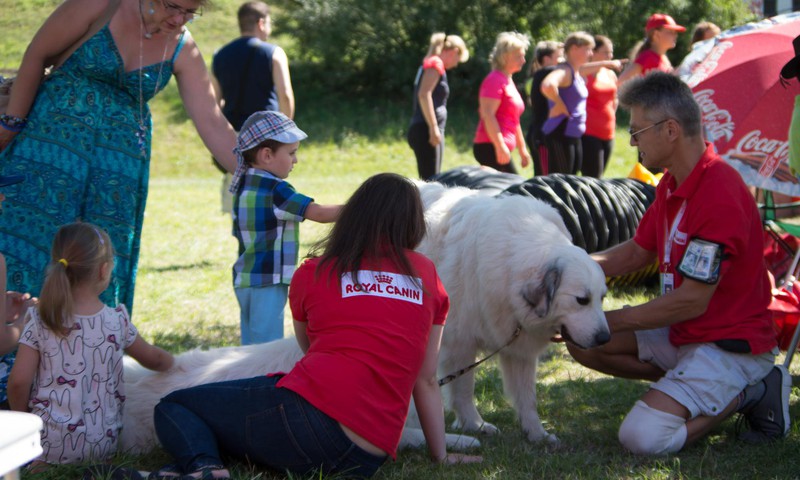 20 августа на открытии сезона вас ждут также Пиренейские горные собаки!
