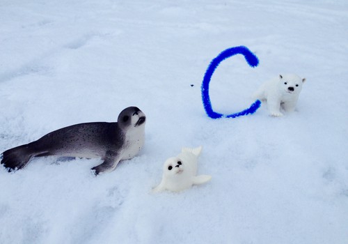 ФФ: Северная "С"