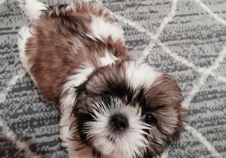 Идеальные чистокровные щенки Ши-Тцу.