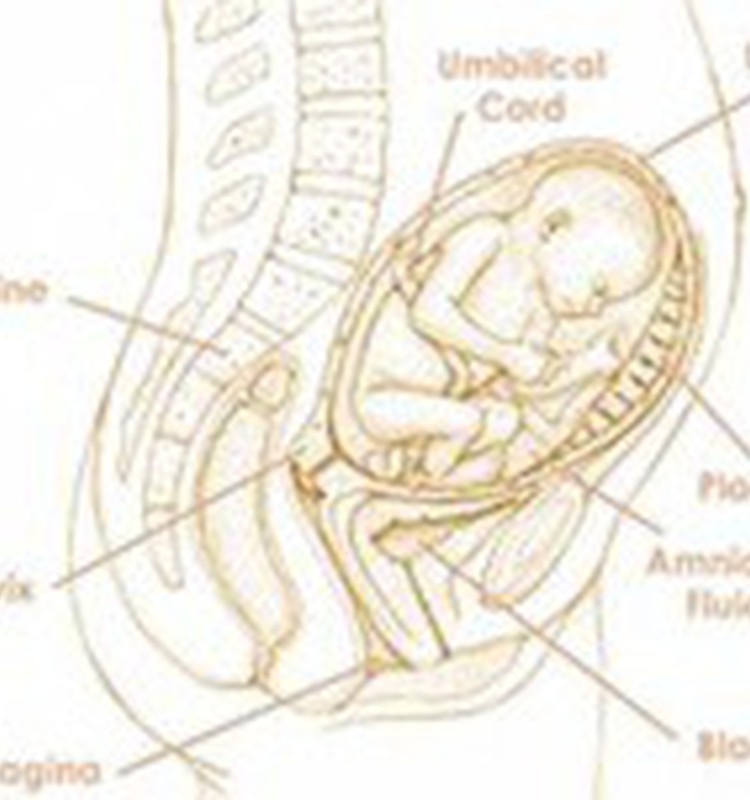 27-я неделя беременности: Поправляться во время беременности не вредно