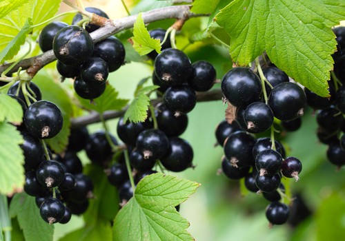 Чёрная смородина – богатая витамином С королева садовых ягод