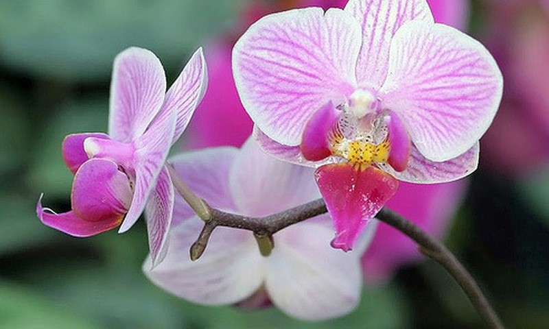 Марго: я орхидея