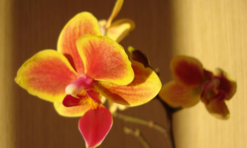 Красота обманчива, или любопытное  об орхидеях