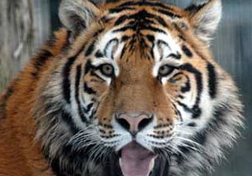 В зоопарке Риги появился тигр ростом 4 метра